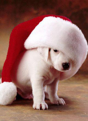 christmas dog pictures, Funny christmas cat pictures, Funny christmas ...