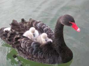 birds, black swan and babes