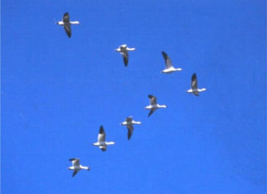 snow geese flying in formation scientists who have studied formation