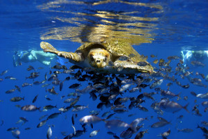 Save Dolphins, Whales & Sea Turtles