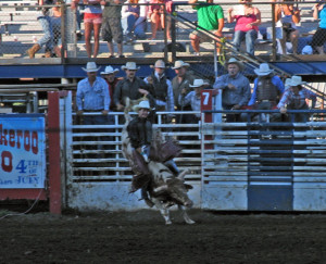 Bull Riding Quotes And Sayings