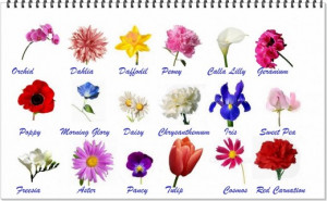 ... , Sweet Pea, Freesia, Aster, Pancy, Tulip, Cosmos and Red Carnation