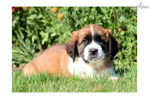 saint-bernard-st-bernard-puppy-picture-cee03dc9-c82f-4b3c-98bf ...