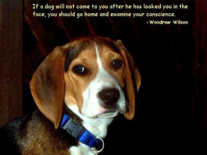 ... dog quotes dog training quotes dog quotes and sayings dead dog quotes