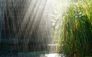 File Name : Rainy Season Wallpapers