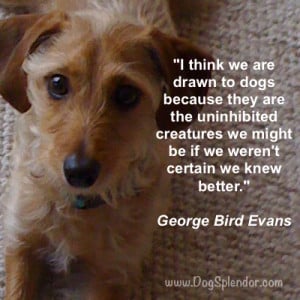 filed under quotes about dogs tagged with quotes