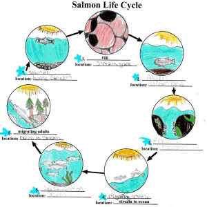 salmon life cycle