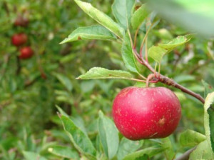 Abundant Harvest Apple Tree