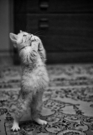 cat’s pretty please