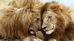 Cute Lion Couple Images, Pictures, Photos, HD Wallpapers