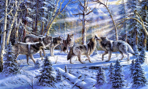 Snow Wolf Forest Hd Wallpaper