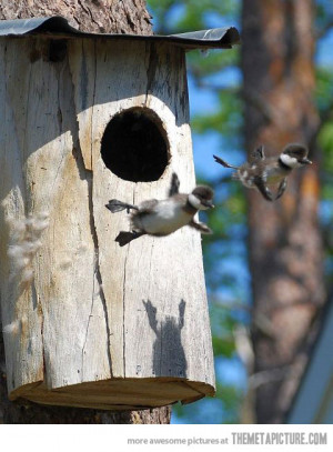 Funny photos cute ducklings flying baby