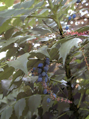 Strange Blue Berries Rufford Old Hall Lancashire