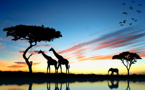 giraffe wallpaper, elephant, Sunset, Africa