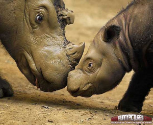 Funny Zoo Animals Cute Rhino Photo Amazing Pictures Weird