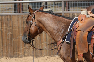 Breakaway Roping Quotes This is bart tyrees go man he is a 2008 aqha ...