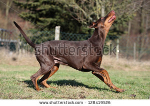 Doberman Pinscher Stock Photo