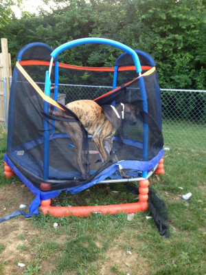 My Great Dane might be slightly retarded. ( i.imgur.com )