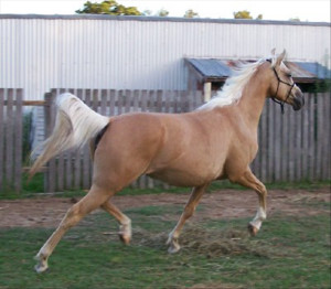 Quarter Horse X Arab Pallomino mare + Perchron X - Grafton, NSW