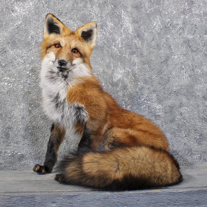 Red Fox Sitting Mount For