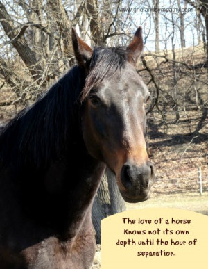 Horse Sympathy Cards and Horse Memorial Gifts