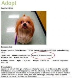 Adopt Jamine the dog mental status Retarded