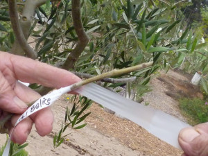 Olive Tree Cultivars
