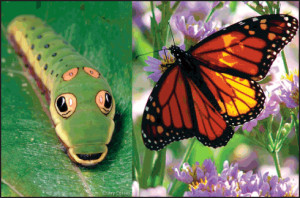 Which Caterpillars Turn Into Butterflies