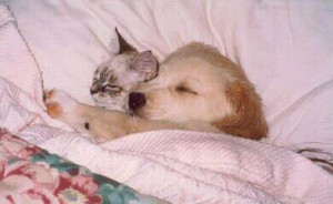 Cuddling: Dog And Cat Sleeping