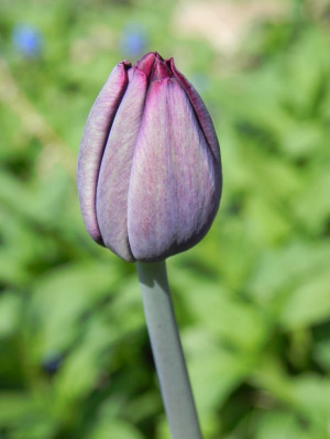 Lots of birth quotes: such as....“Birth isn’t something we suffer ...