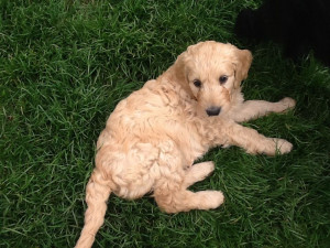 apricot goldendoodle puppies for sale