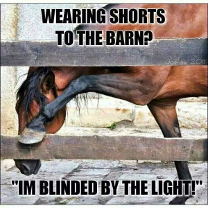Funny Horse Quotes - Funny Friday - May 30 2014 | Savvy Horsewoman