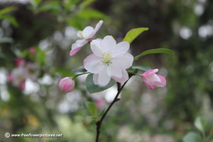 Free Picture Flowers Credited