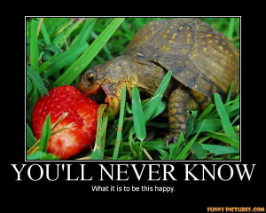 ... .net/images/2011/05/02/happy-turtle-strawberry_130434775742.jpg