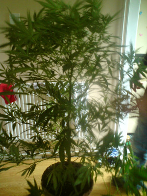 Jack Herer Marijuana Seeds