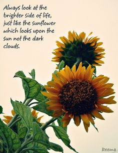 Sunflowers / positive quotes for inspiration