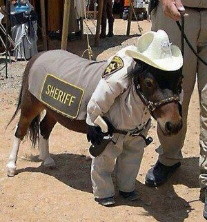 Just a Mini Horse Dressed as a Sheriff - CollegeHumor Picture
