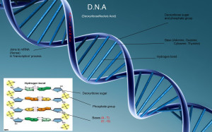 Home Browse All DNA Structure
