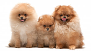 ... Wallpaper Abyss Explore the Collection Dogs Animal Pomeranian 413736