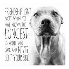 Best Friends #dogs