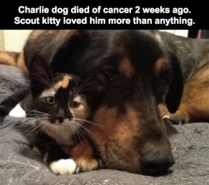 ... RIP best friends sadness bff sad story rest in peace dogs and cats