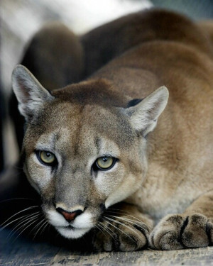 Cougar Felis Concolor Stock