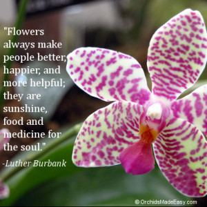 Do flowers make you feel better, happier, and more helpful?…