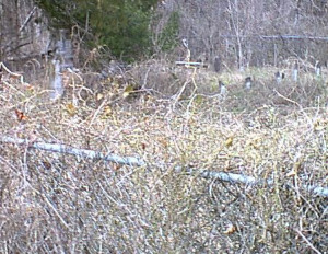 Lookout Cemetery, neglected and vandalized