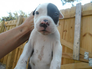 12343d1341202966-cannot-identify-father-pit-bull-litter-pictures ...