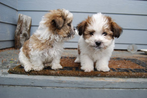 Shih-Tzu Puppies 8 by xxtgxxstock