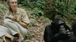Jane Goodall Biography Animal Rights Activist