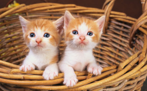 Cute kittens in a basket wallpaper 2560x1600