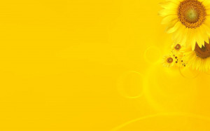 Yellow sunflower theme HD wallpapers