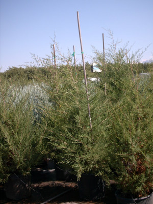 Juniperus Virginiana Skyrocket pot size 33cm
